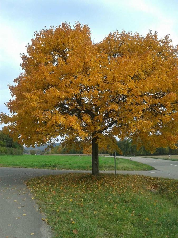 Galerie Ueber Den Gaerten Herbolzheim Luaran gambar